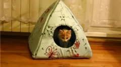 Как да си направим къща за котка